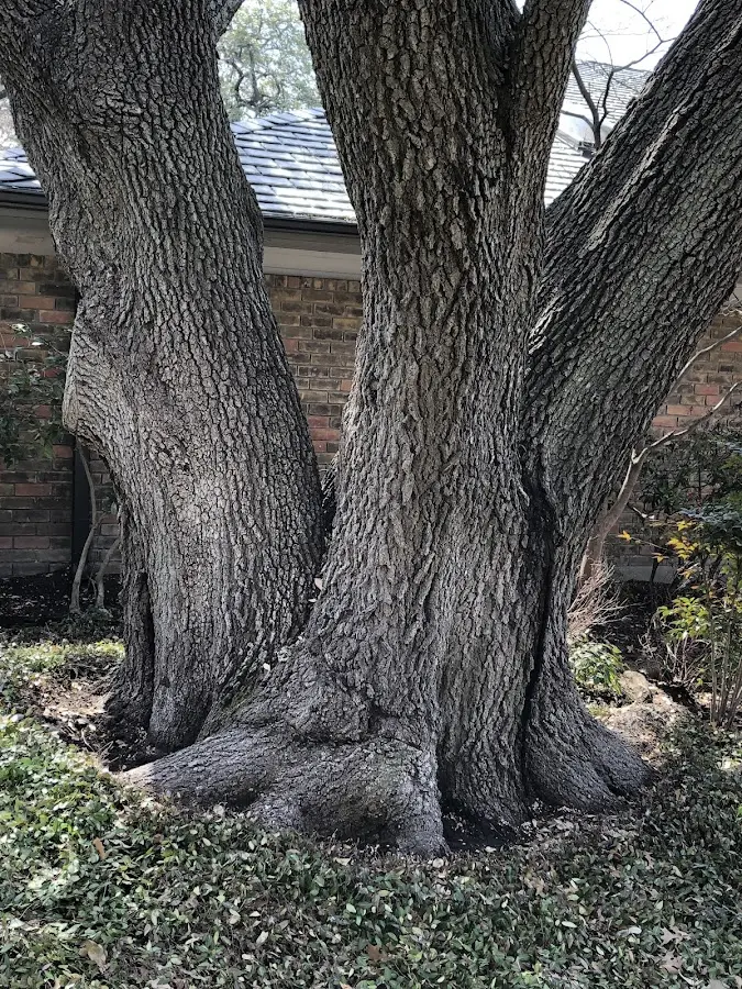 Mature heritage tree close to a Janesville property cared for by certified arborists