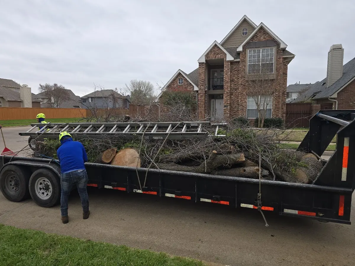 Expert Deadwooding with proper safety equipment in Janesville